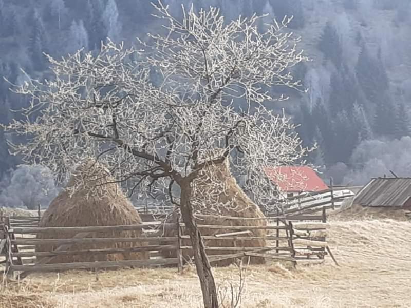 Pensiunea Floarea Dornei Saru Dornei Exterior foto