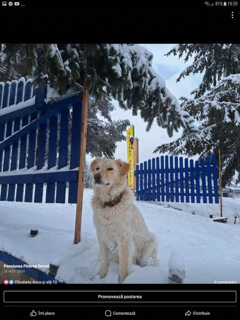 Pensiunea Floarea Dornei Saru Dornei Exterior foto